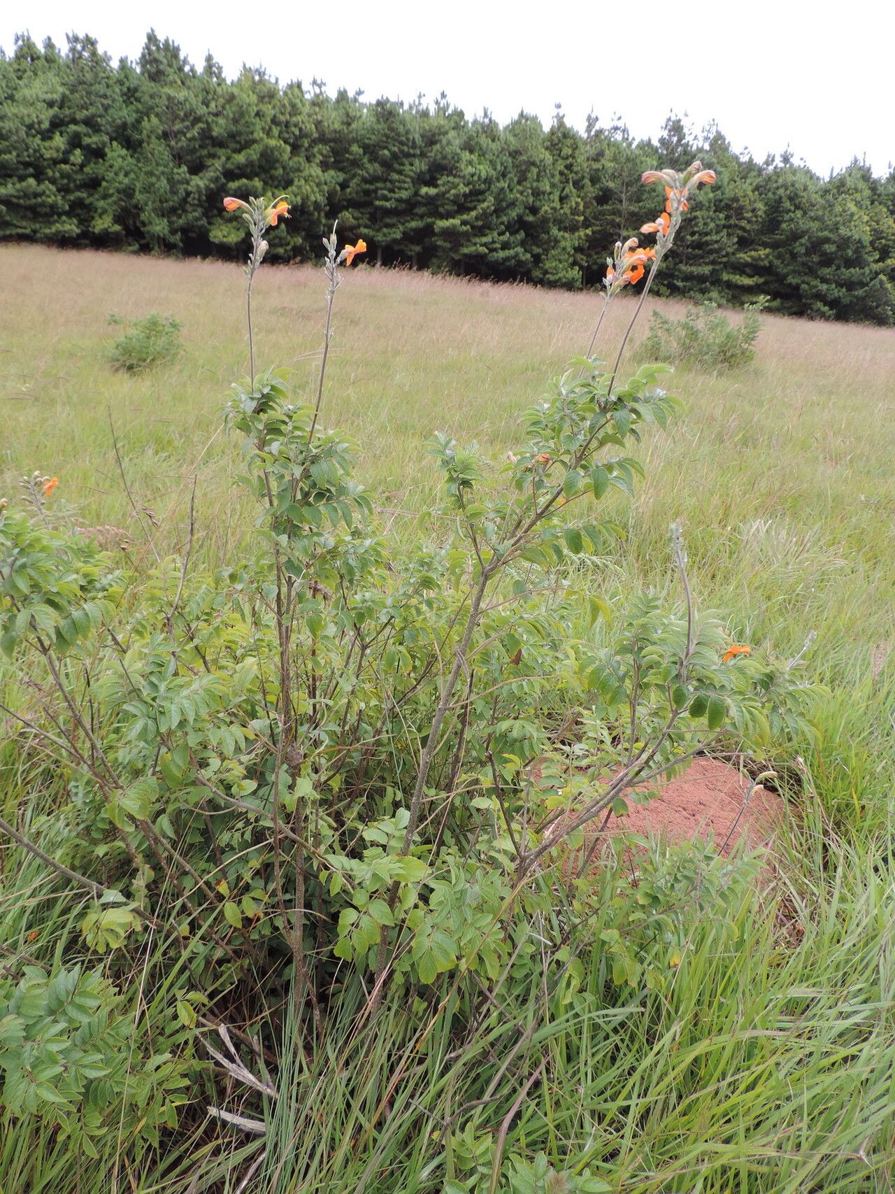 Tecomaria nyassae habit