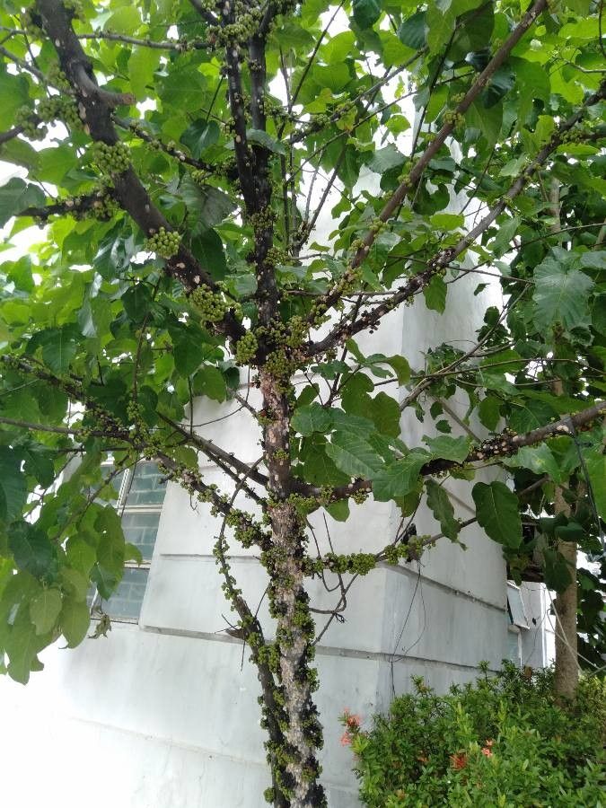 Ficus heteropoda habit