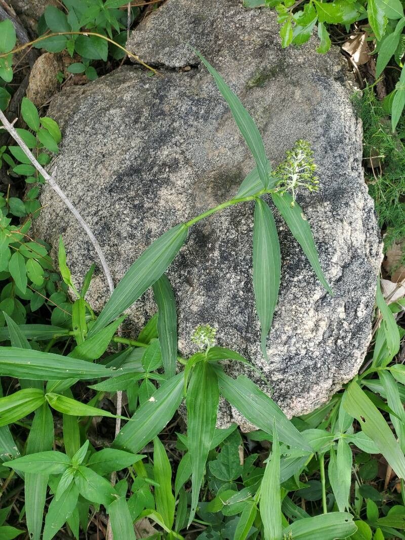 Aneilema lanceolatum — houseplant care guide