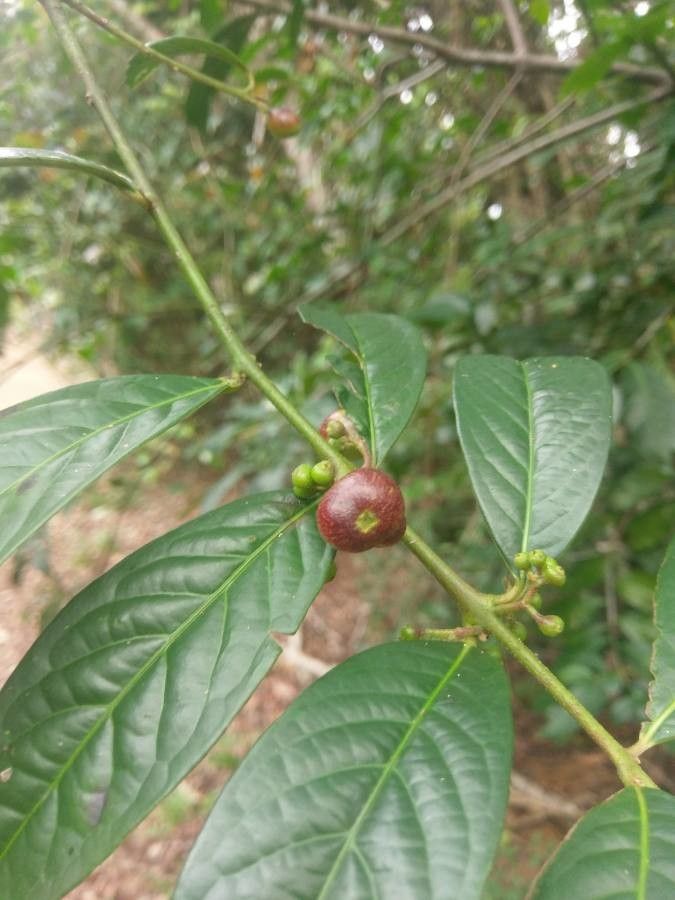 Siparuna guianensis fruit