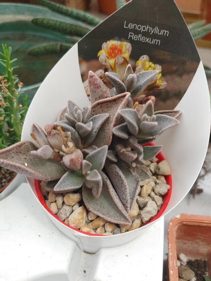 Lenophyllum guttatum — related species from the same genus