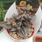 Lenophyllum guttatum