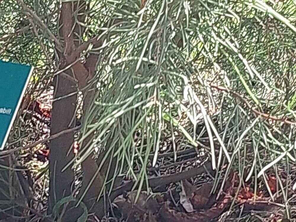 Hakea epiglottis leaf