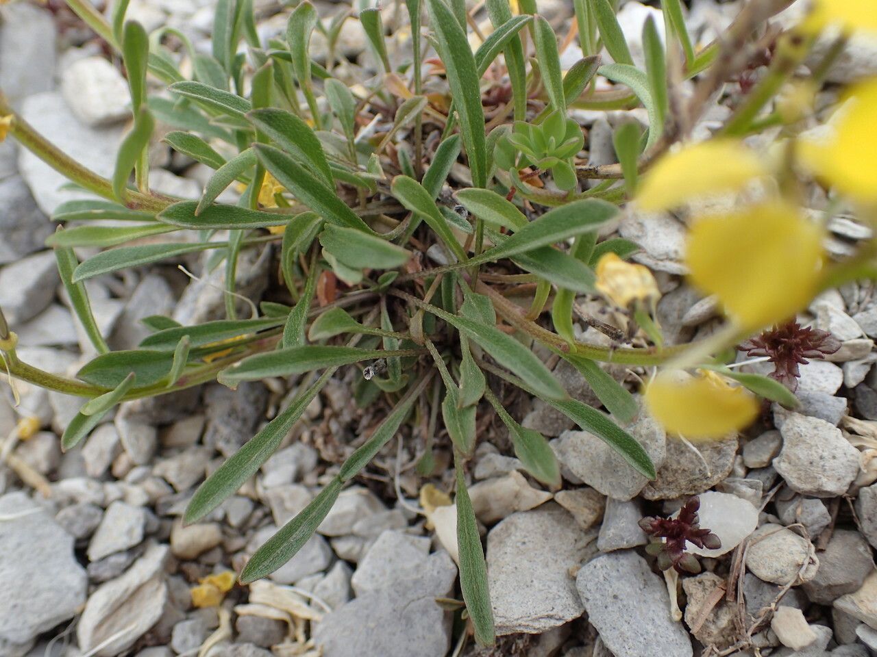 Erysimum ochroleucum — search result for 'Erysimum'