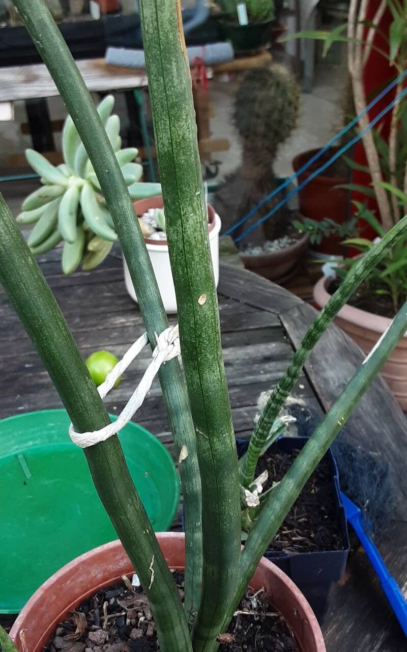 Dracaena pearsonii habit