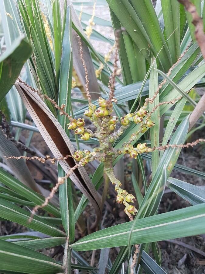 Syagrus microphylla fruit