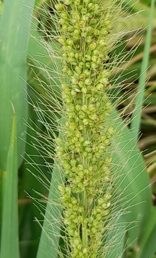 Setaria vulpiseta fruit