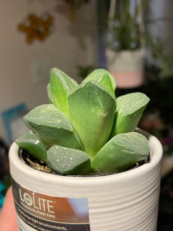 Haworthia pygmaea leaf