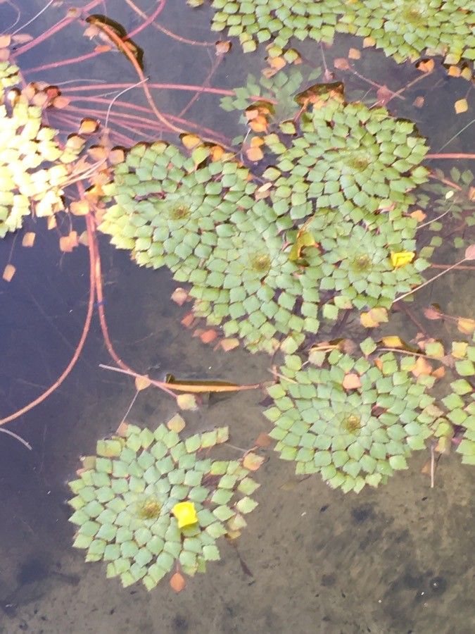 Trapa natans — flood tolerant houseplant