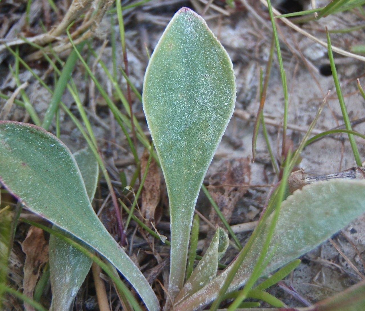 Limonium duriusculum leaf