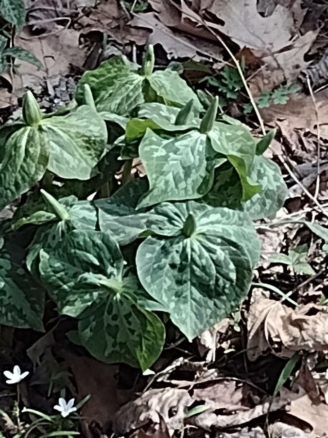 Trillium luteum leaf