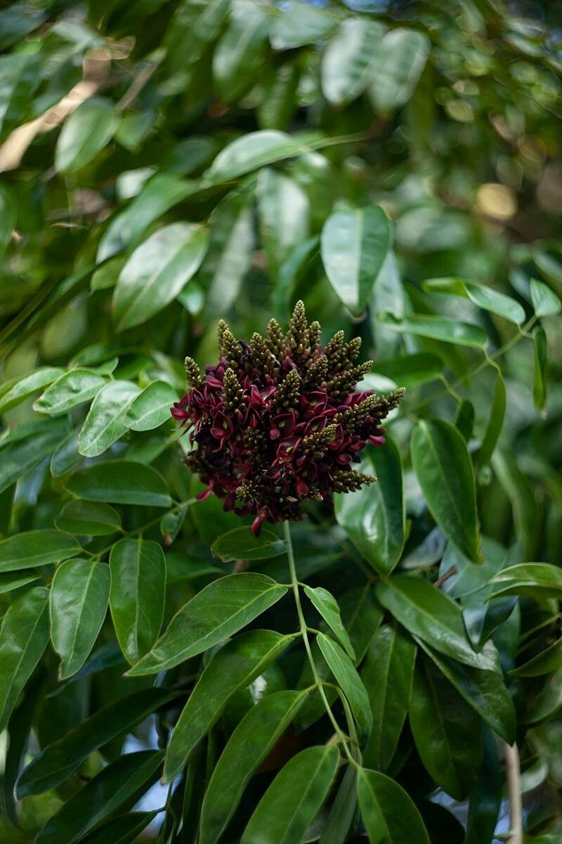 Adinobotrys atropurpureus flower