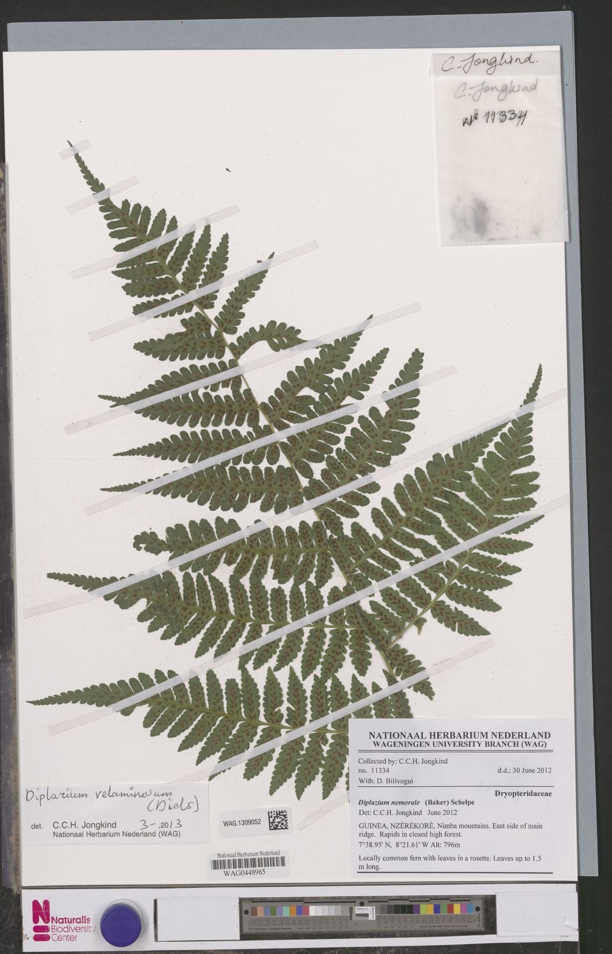 Diplazium velaminosum — houseplant care guide