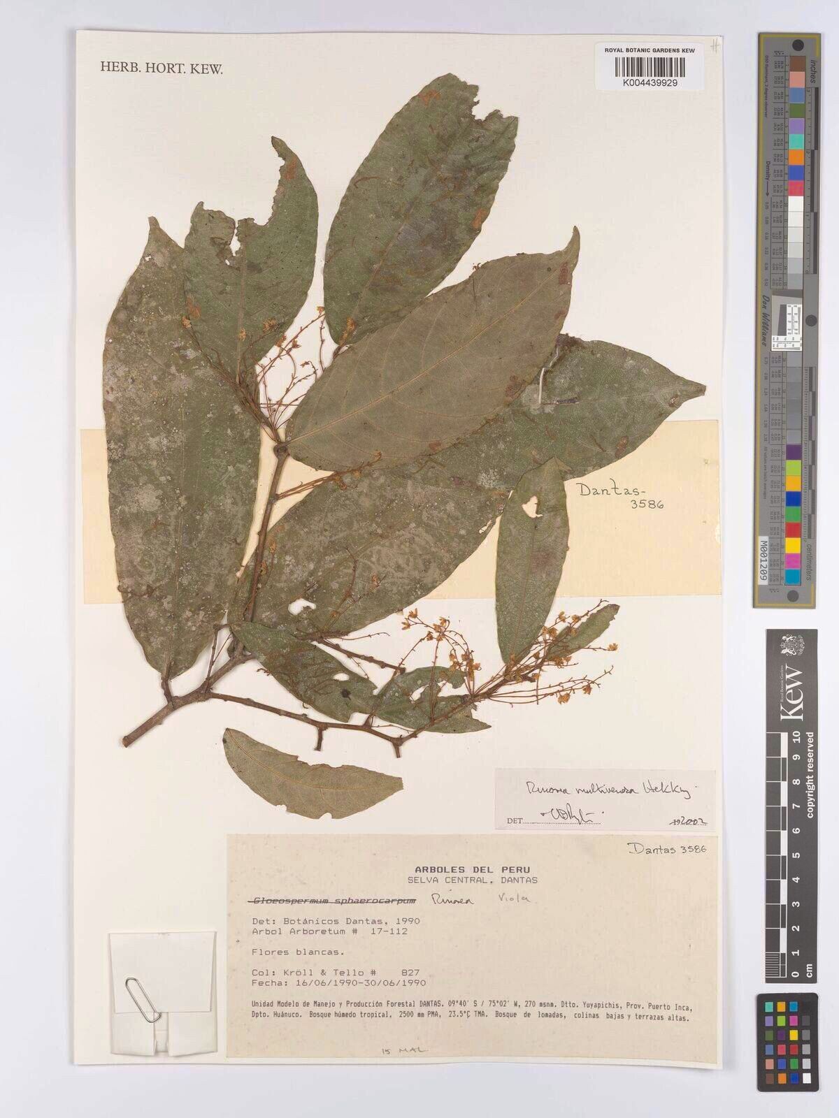 Rinorea multinervis — houseplant care guide