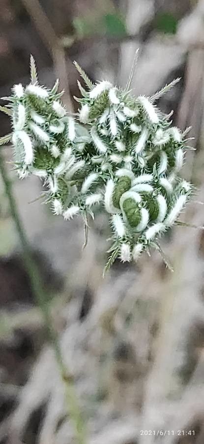 Tordylium maximum fruit