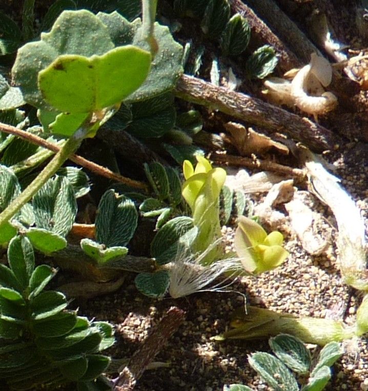 Astragalus solandri flower
