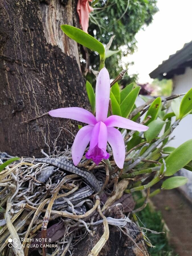 Cattleya loddigesii flower