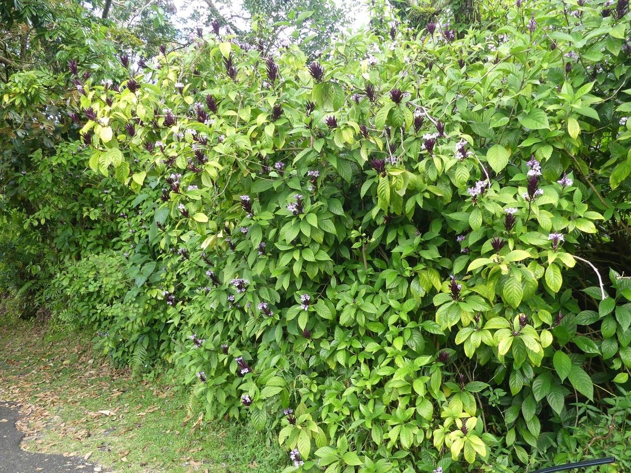 Phlogacanthus turgidus habit