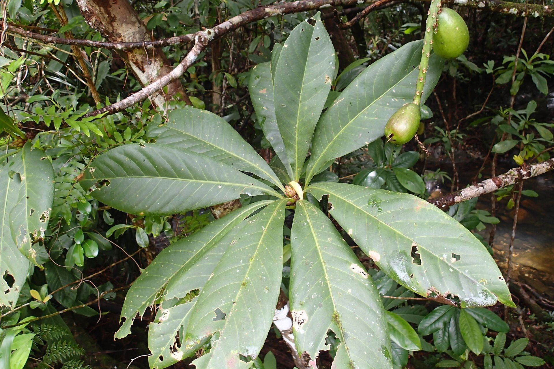 Barringtonia longifolia — houseplant care guide