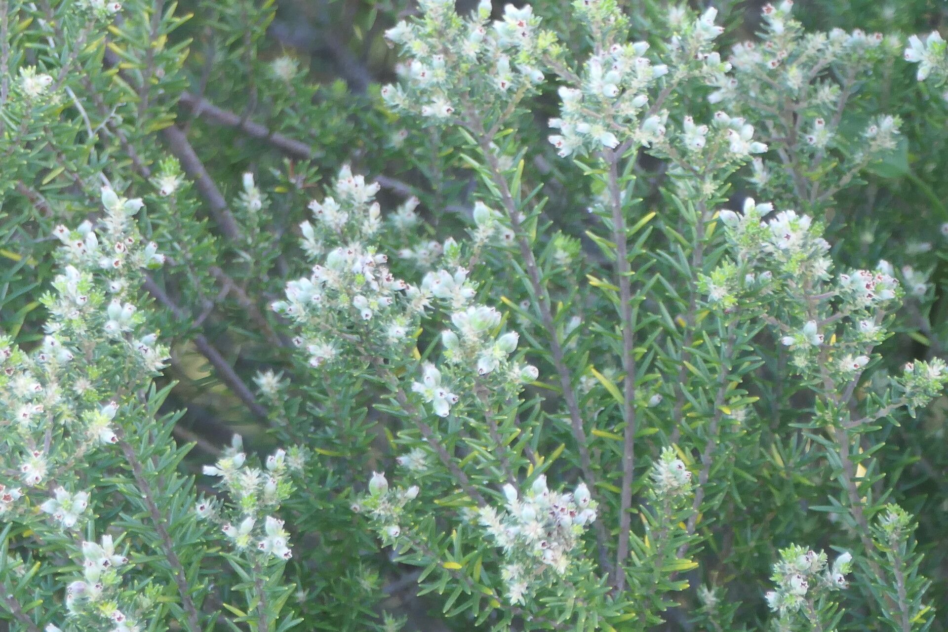Phylica axillaris flower