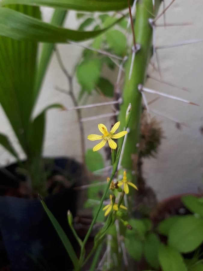 Sisyrinchium commutatum flower