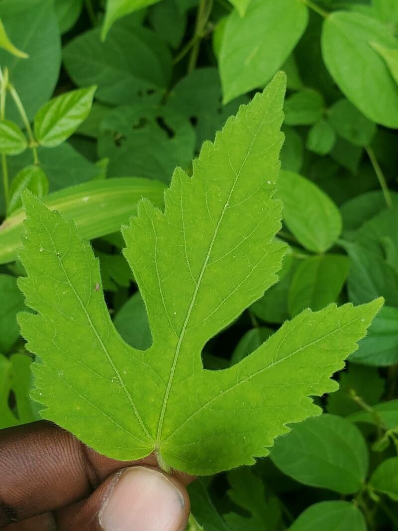 Hibiscus lobatus leaf