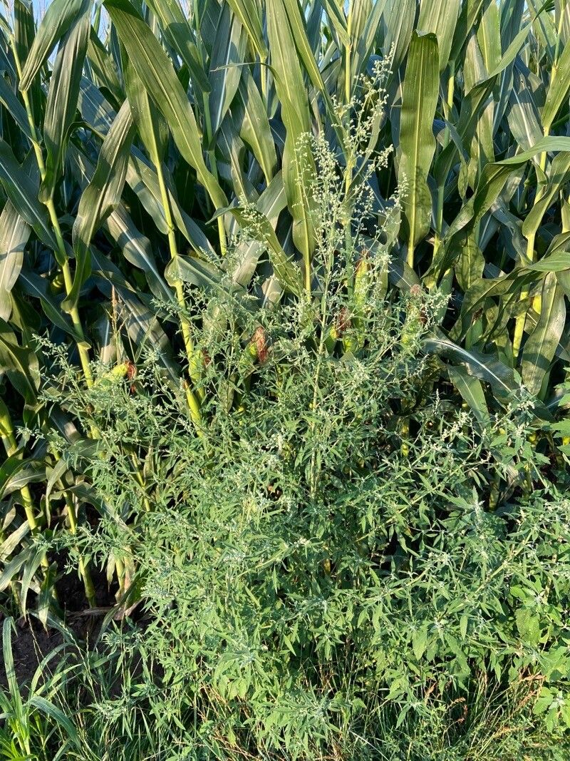 Atriplex oblongifolia habit