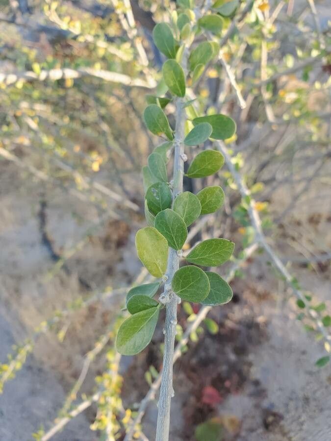 Schaefferia cuneifolia — related species from the same genus