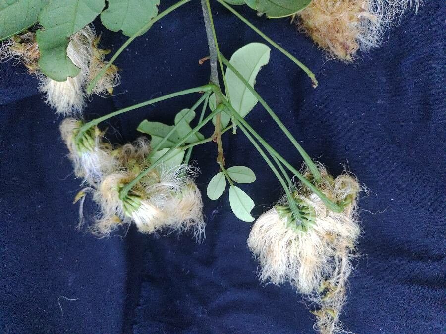 Abarema filamentosa flower