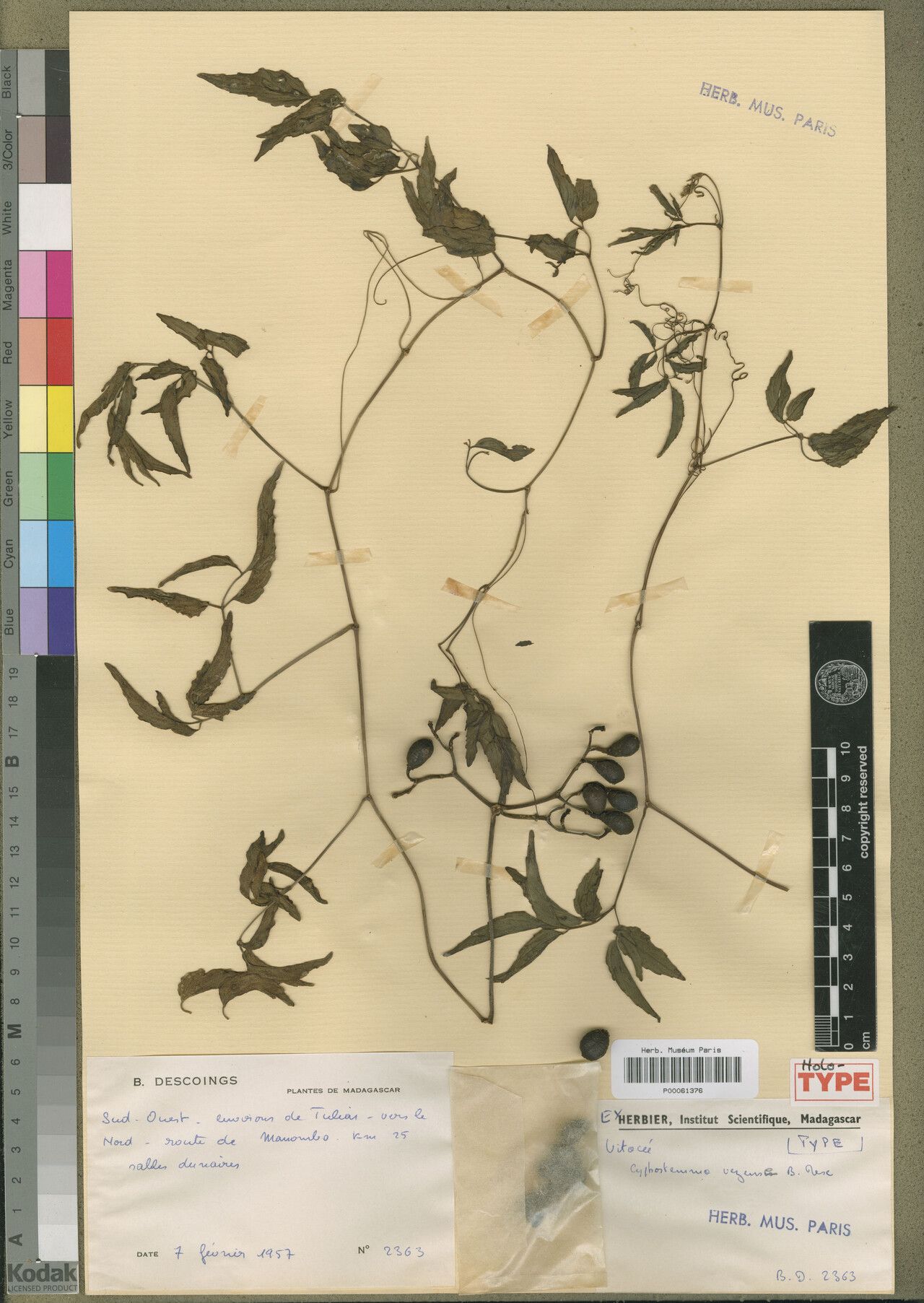 Cyphostemma vezensis — search result for 'Cyphostemma'