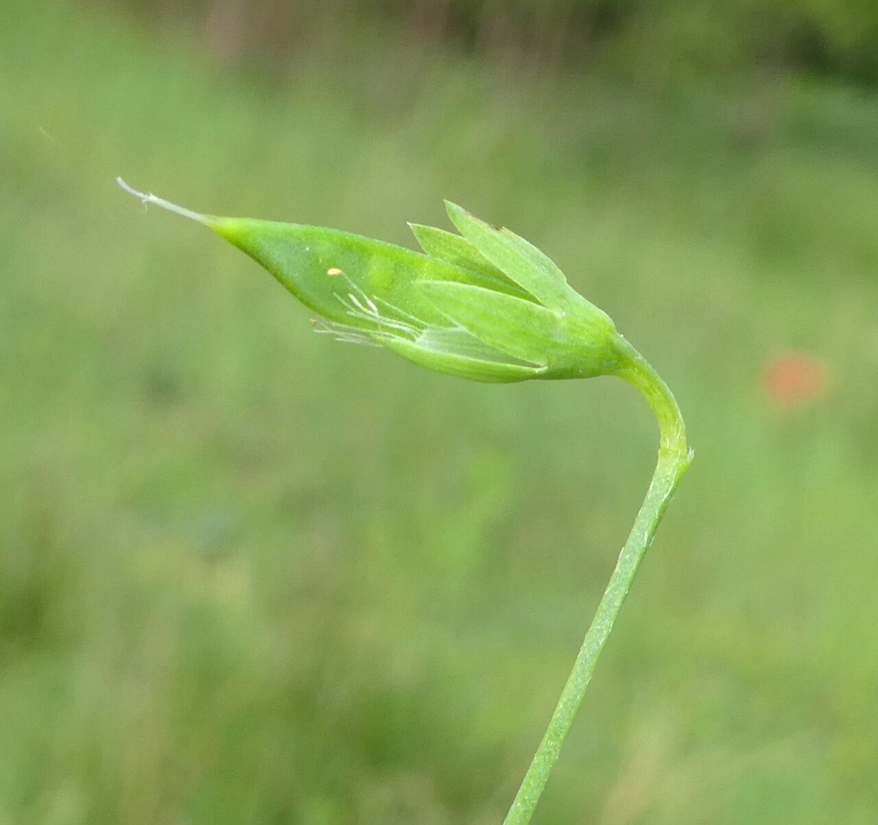 Lathyrus aphaca fruit