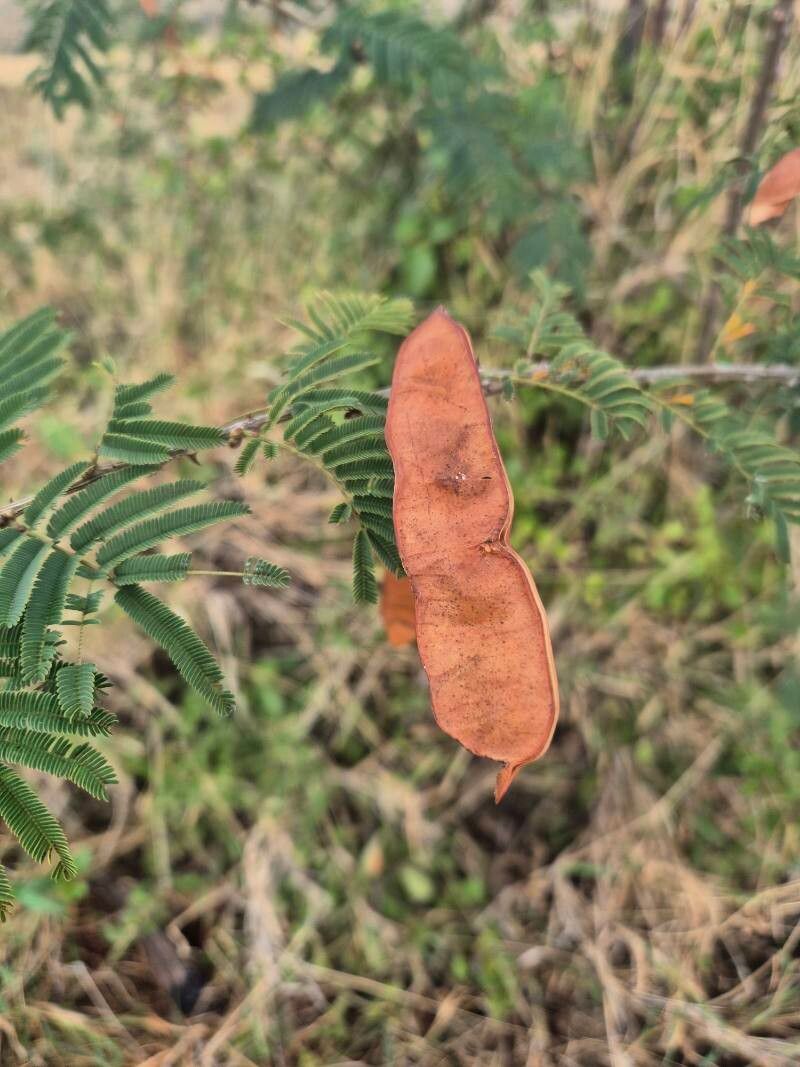 Senegalia brevispica fruit