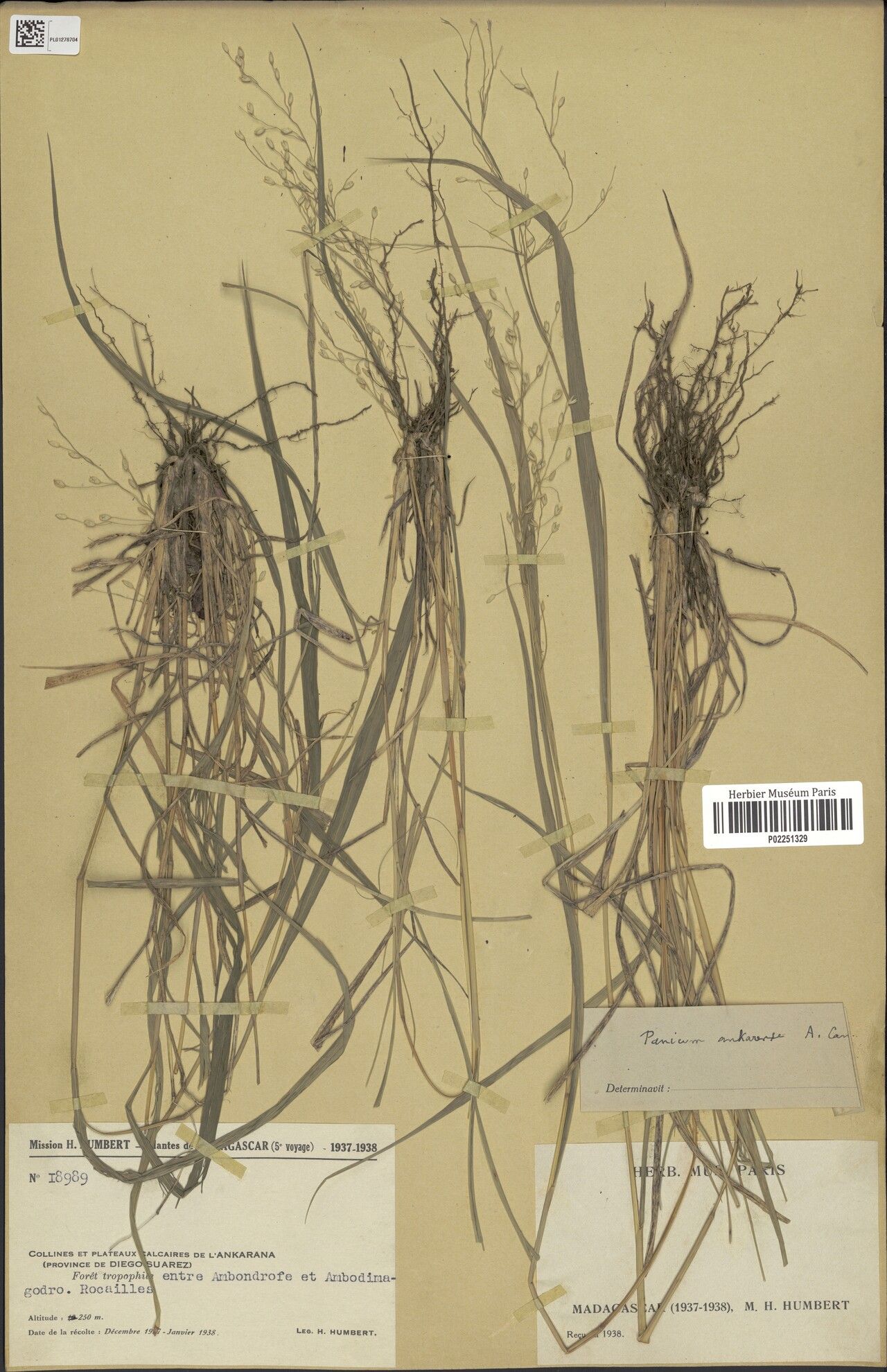 Panicum ankarense — houseplant care guide