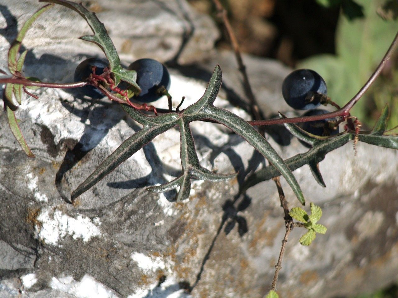 Passiflora tenuiloba habit