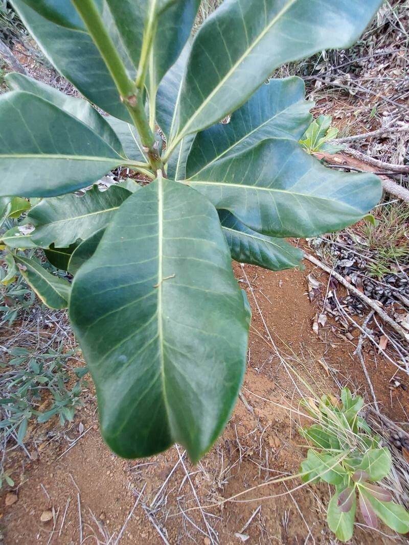 Ixora foliicalyx leaf