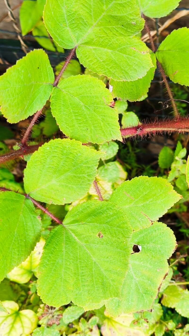 Rubus phoenicacanthus — houseplant care guide