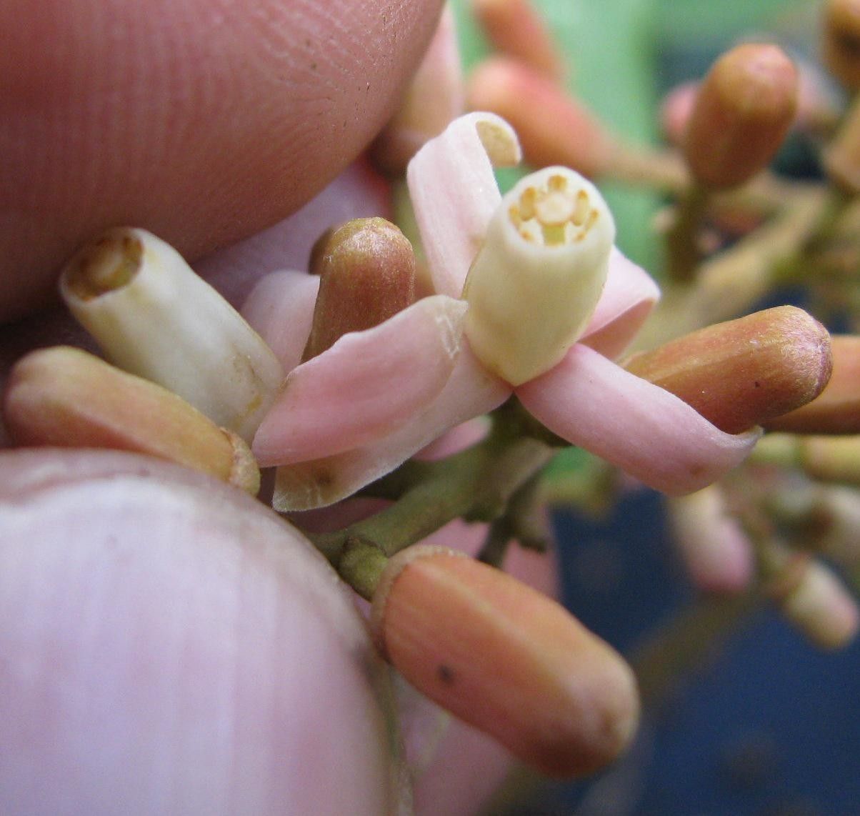 Guarea montana flower