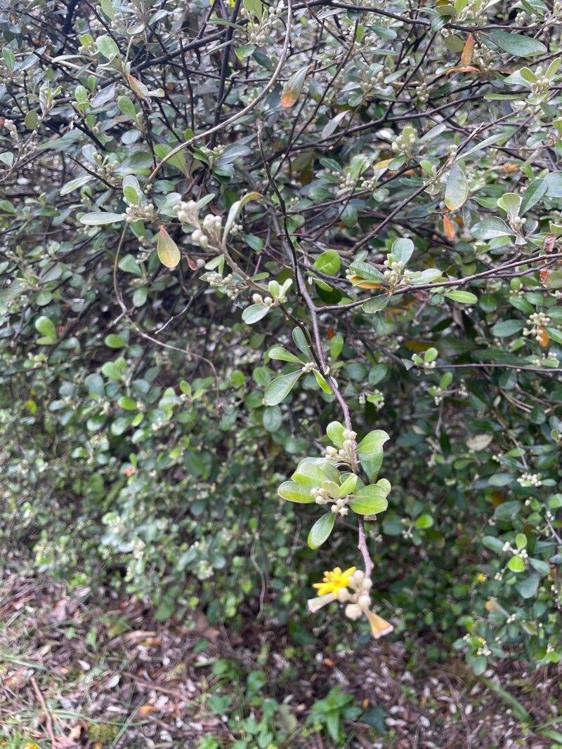 Corokia buddleioides habit
