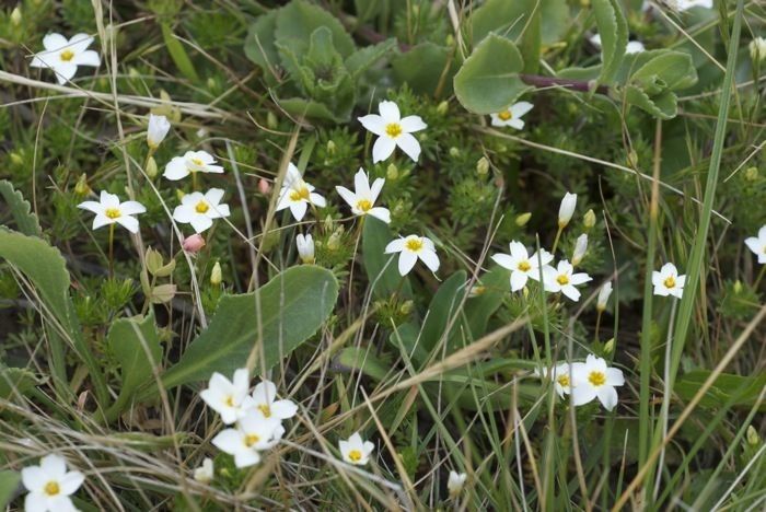 Leptosiphon rosaceus — search result for 'Leptosiphon'