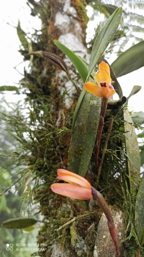 Maxillaria porrecta — search result for 'Maxillaria'