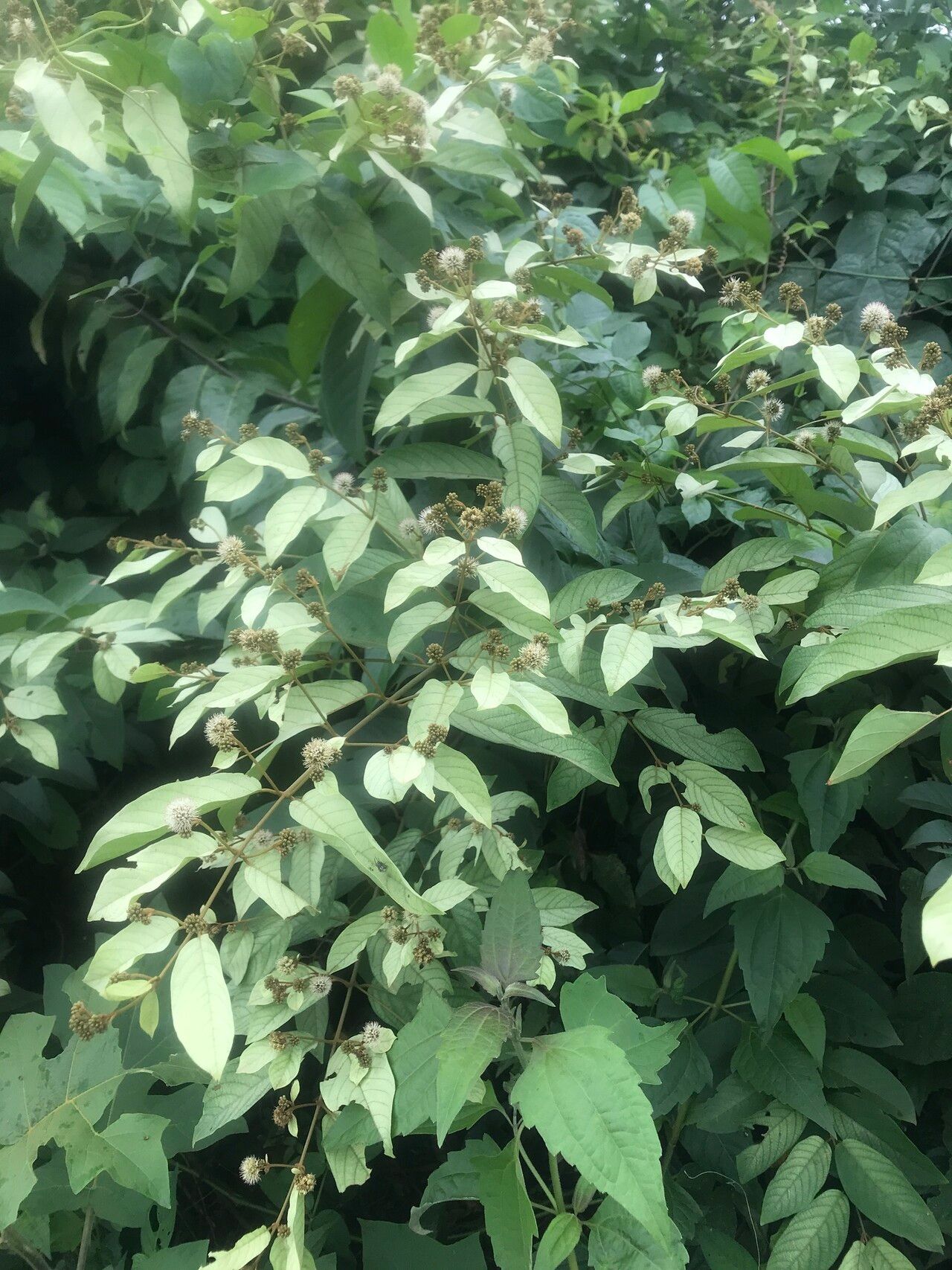 Combretum zenkeri habit