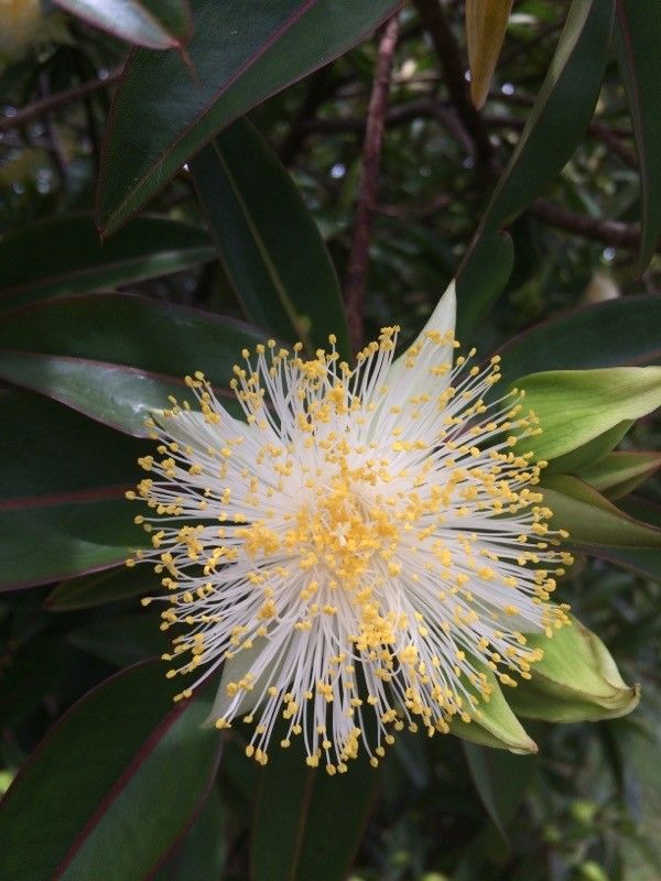 Foetidia mauritiana flower