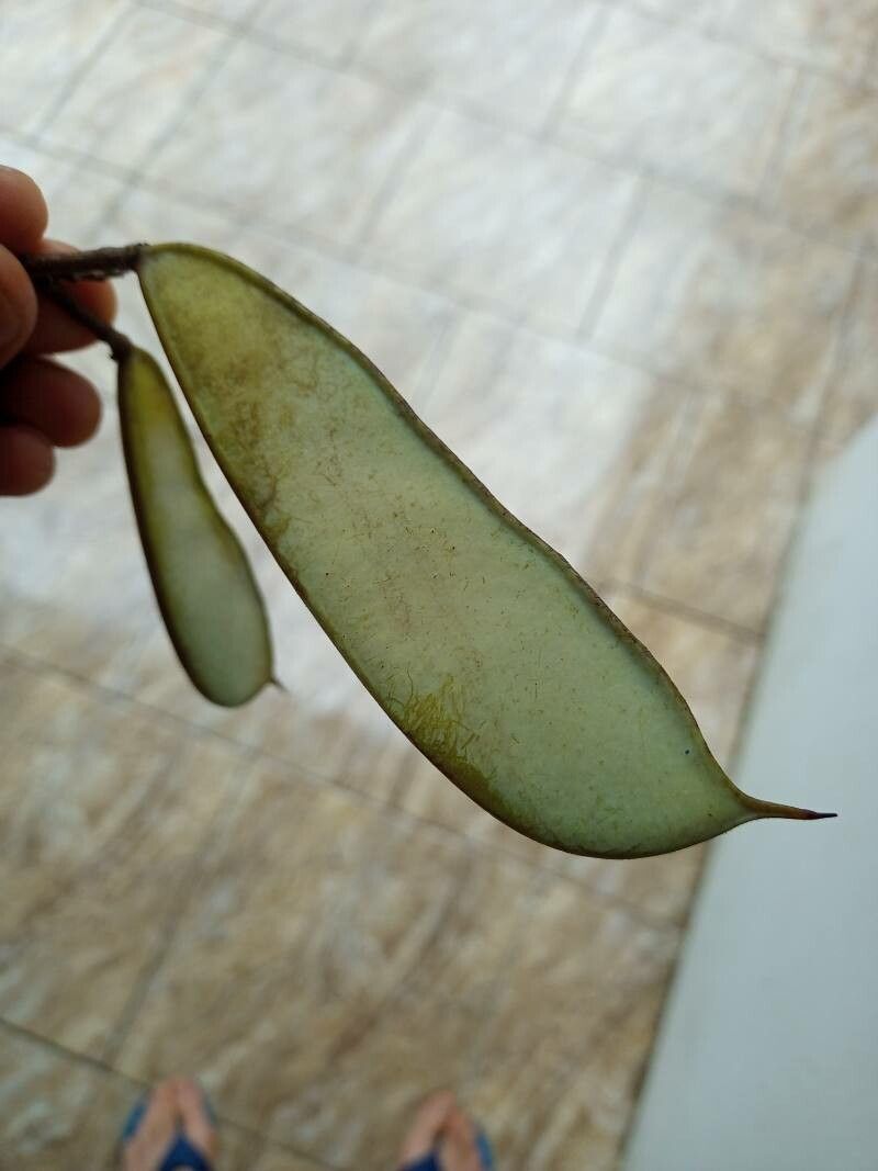 Dalbergia nigra fruit