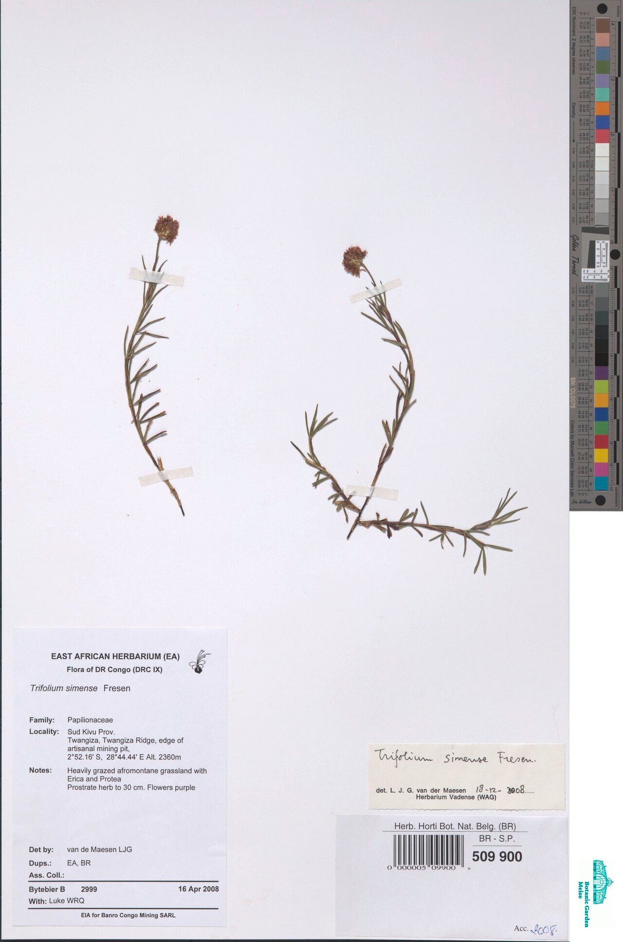 Trifolium simense — houseplant care guide