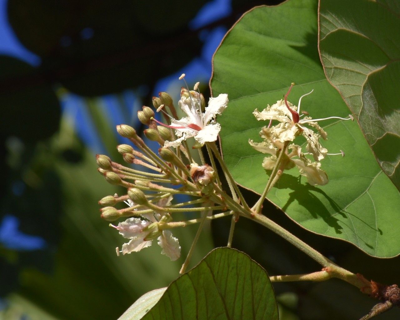 Bauhinia vahlii flower