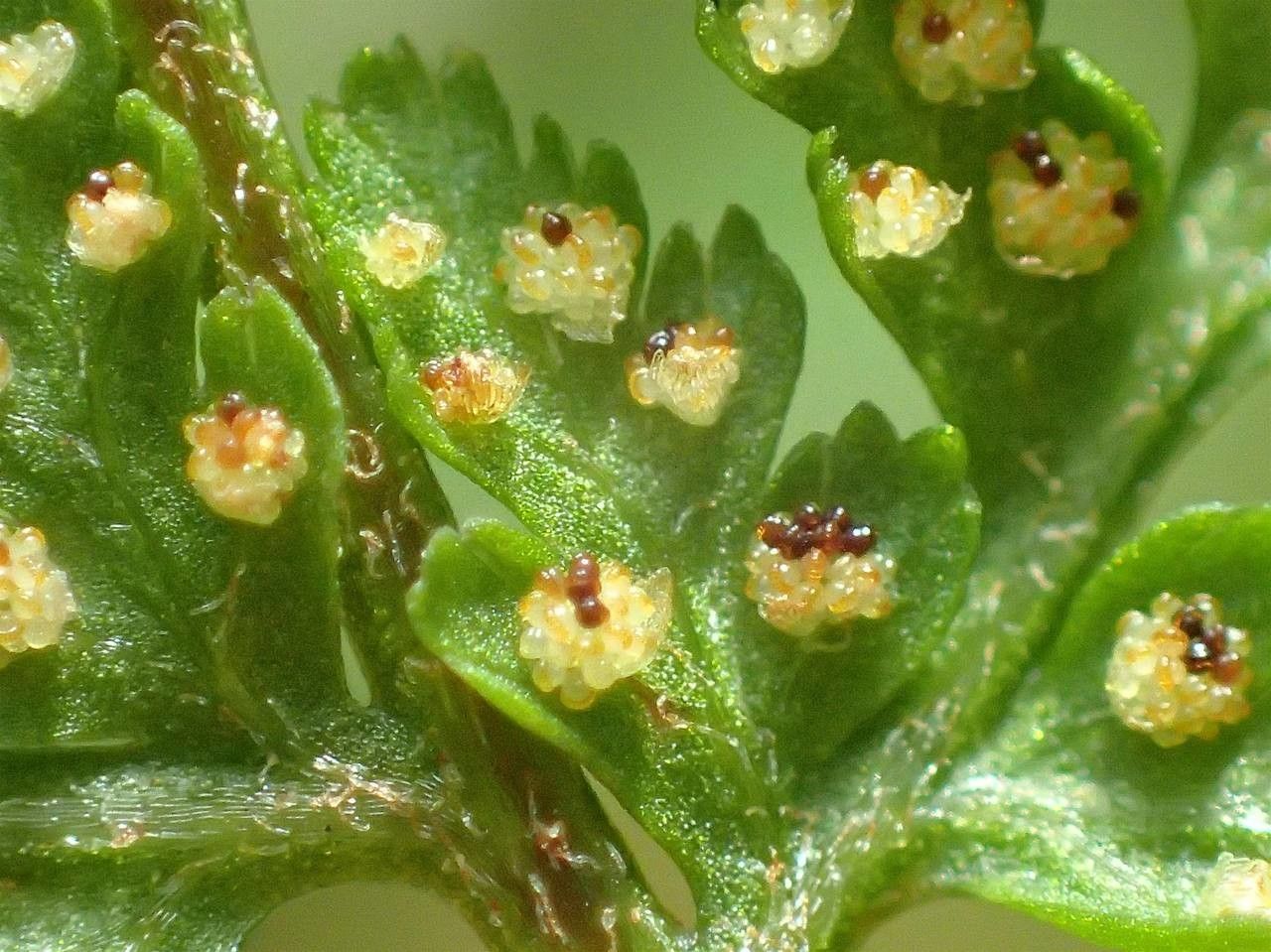 Cystopteris montana fruit