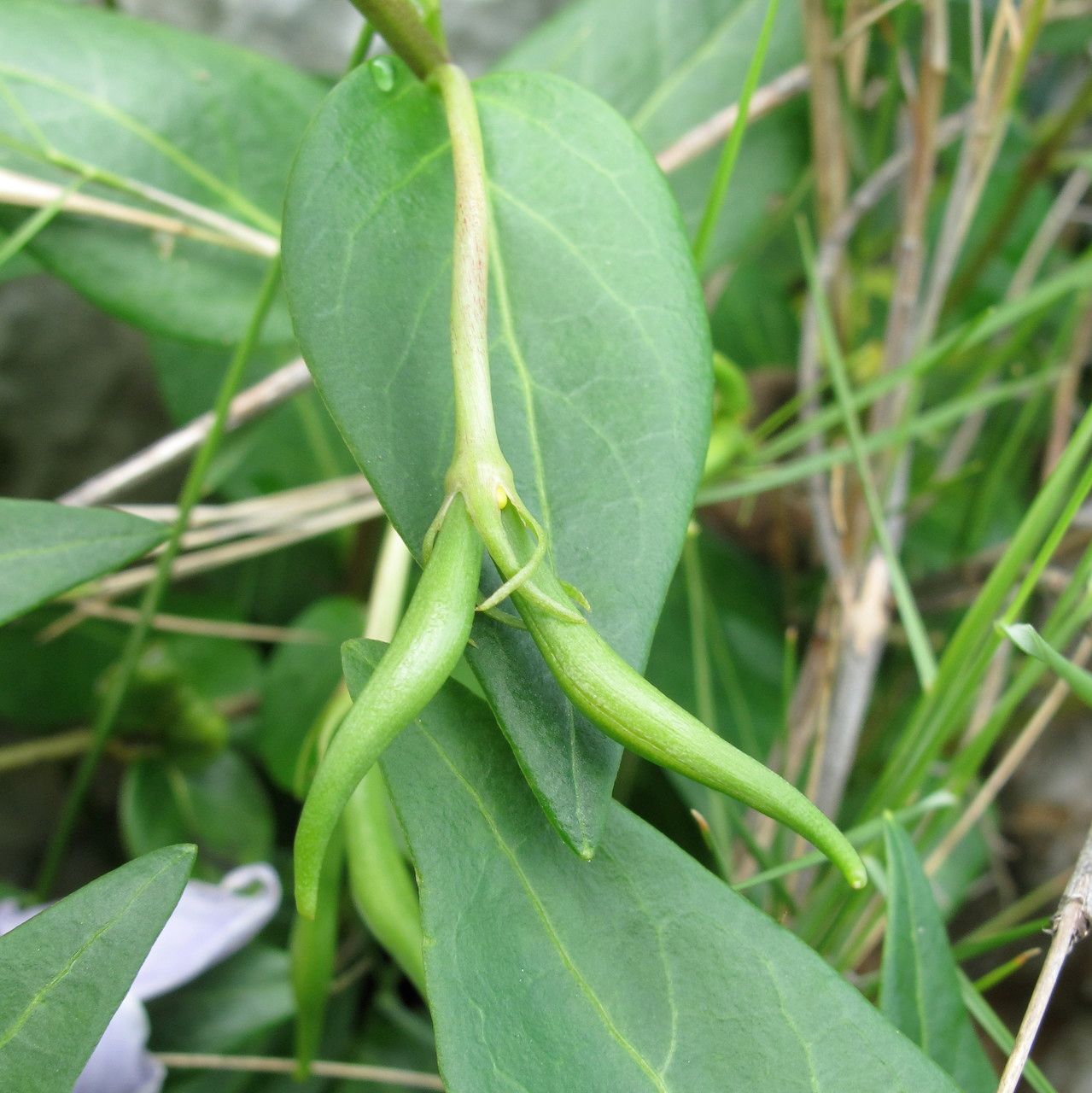 Vinca difformis fruit