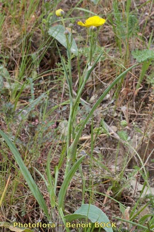 Ranunculus abnormis habit