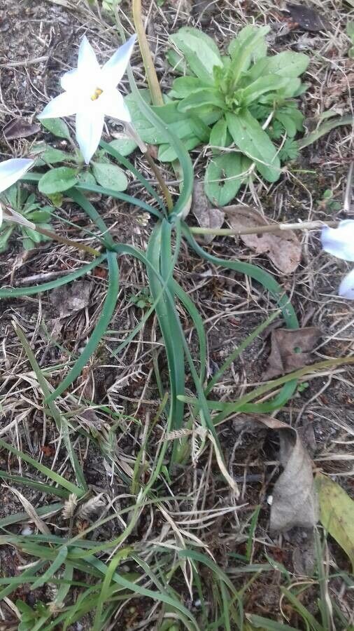 Tristagma uniflorum leaf