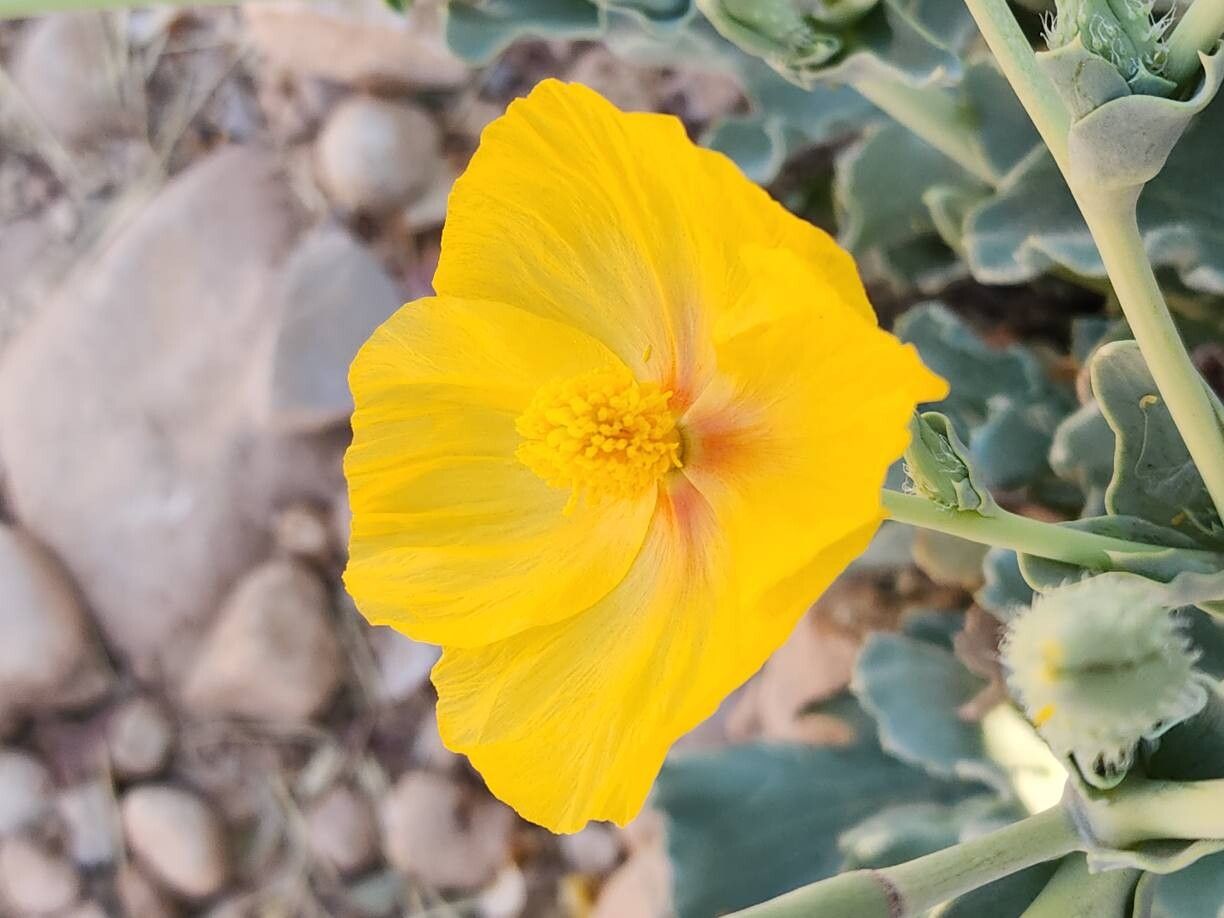 Glaucium vitellinum flower